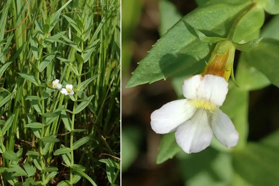 fleur représentée dans le grafiti Passage des Acadiens a Paimboeuf
